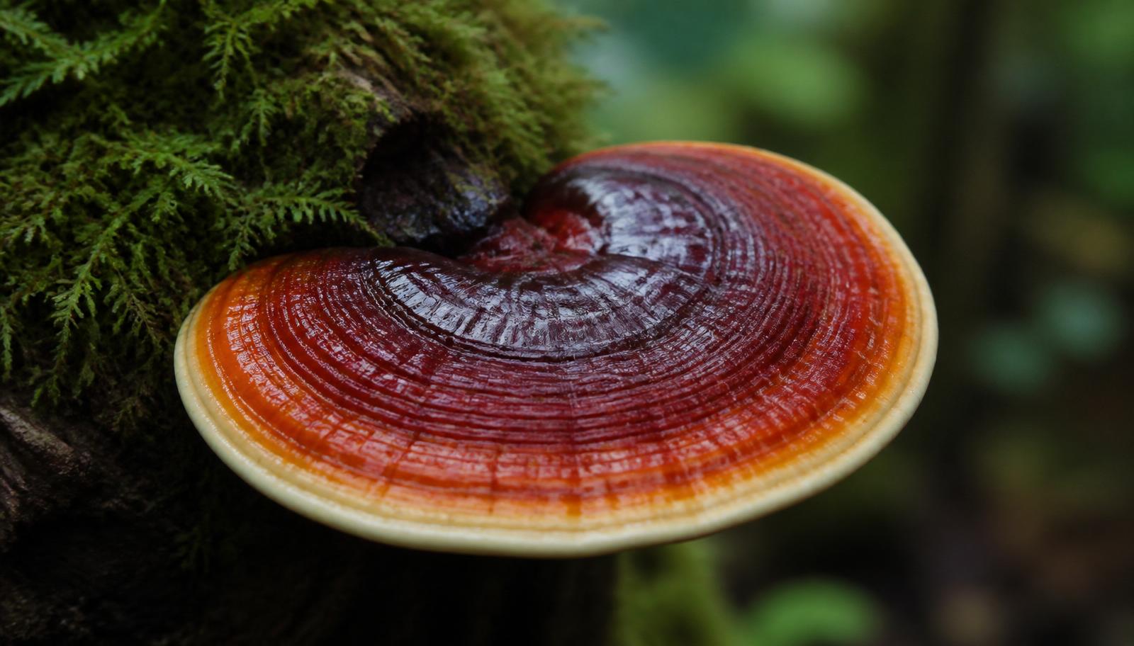 Reishi (Ganoderma lucidum) laqueado creciendo sobre un tronco con musgo